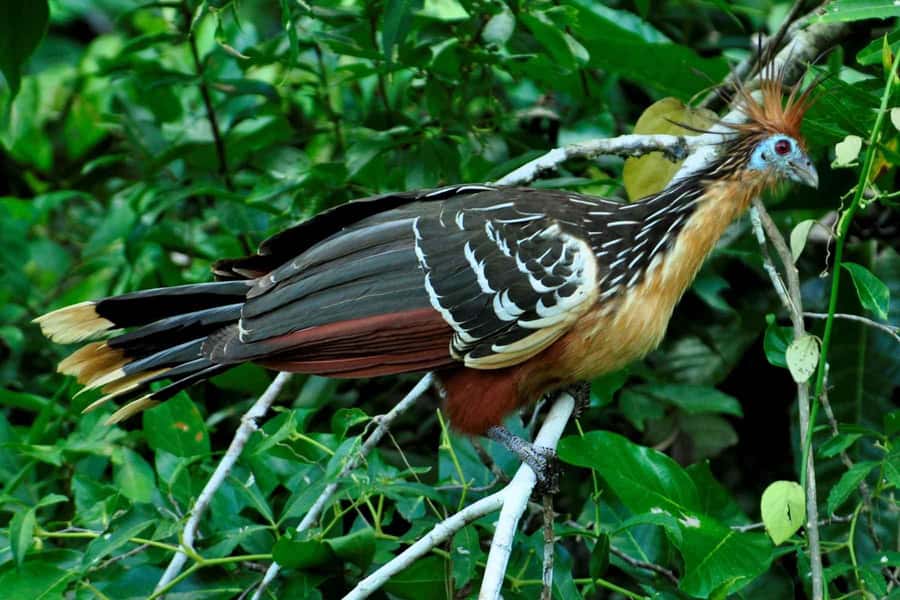 Living Nature from Cusco: 3 Days Manu Jungle all inclusive - How demanding is the route from Cusco?