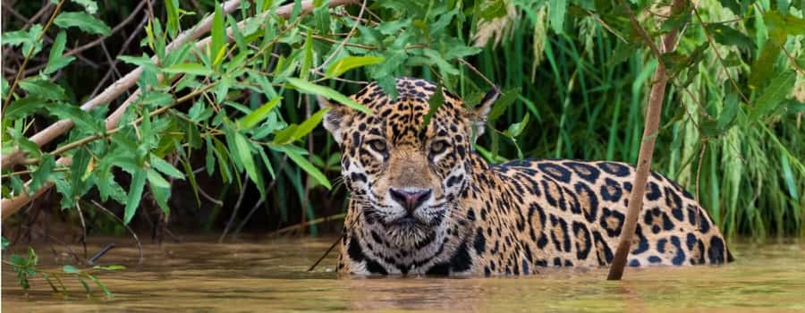 Living Nature from Cusco: 3 Days Manu Jungle all inclusive - Should you book the 3-day Manu Jungle tour?