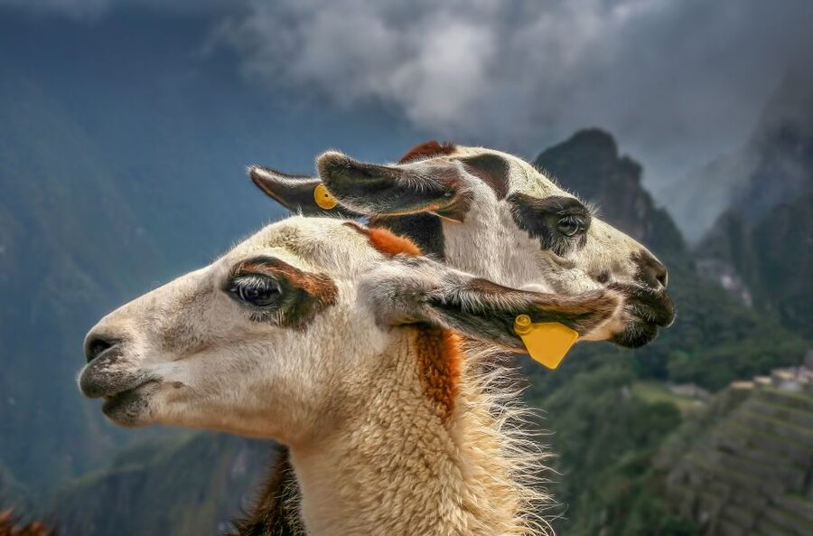 Machu Picchu: Private Full-Day Tour with Afternoon Entrance - Returning Through Aguas Calientes and Ollantaytambo