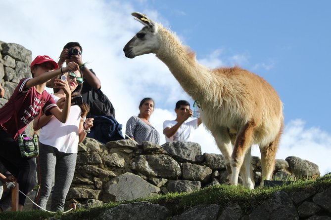 Machu Picchu Tour From Cusco Full Day - Two hours inside Machu Picchu