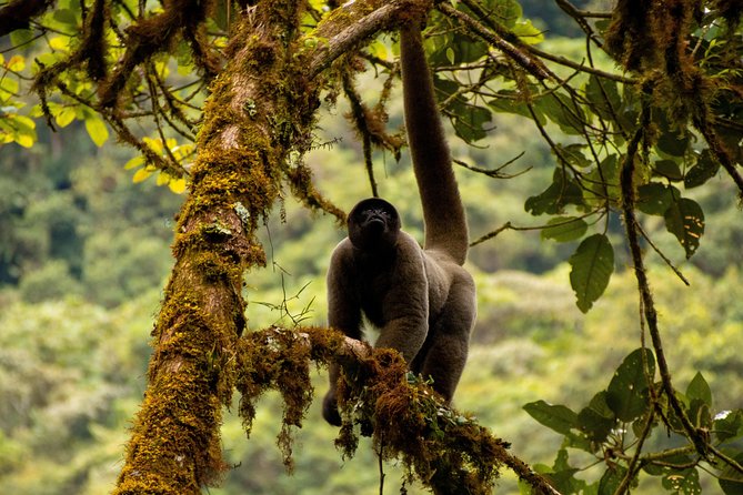 Manu National Park Tour 4days/3night - Who will enjoy this four-day format?