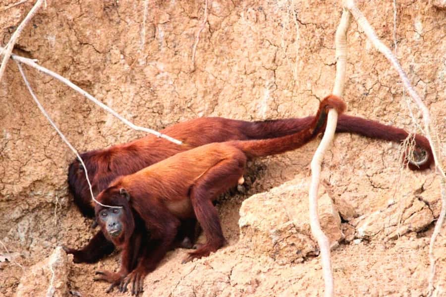 Manu National Park Tours from Cusco 5 Days - Key points at a glance