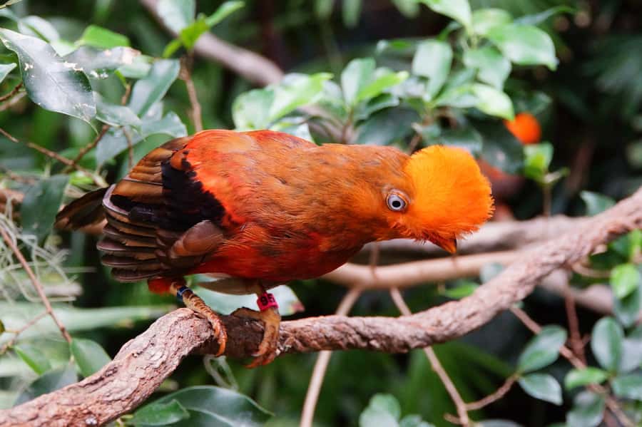 Manu National Park Tours from Cusco 5 Days - Day 2: Bambu Lodge to Soga de Oro by river