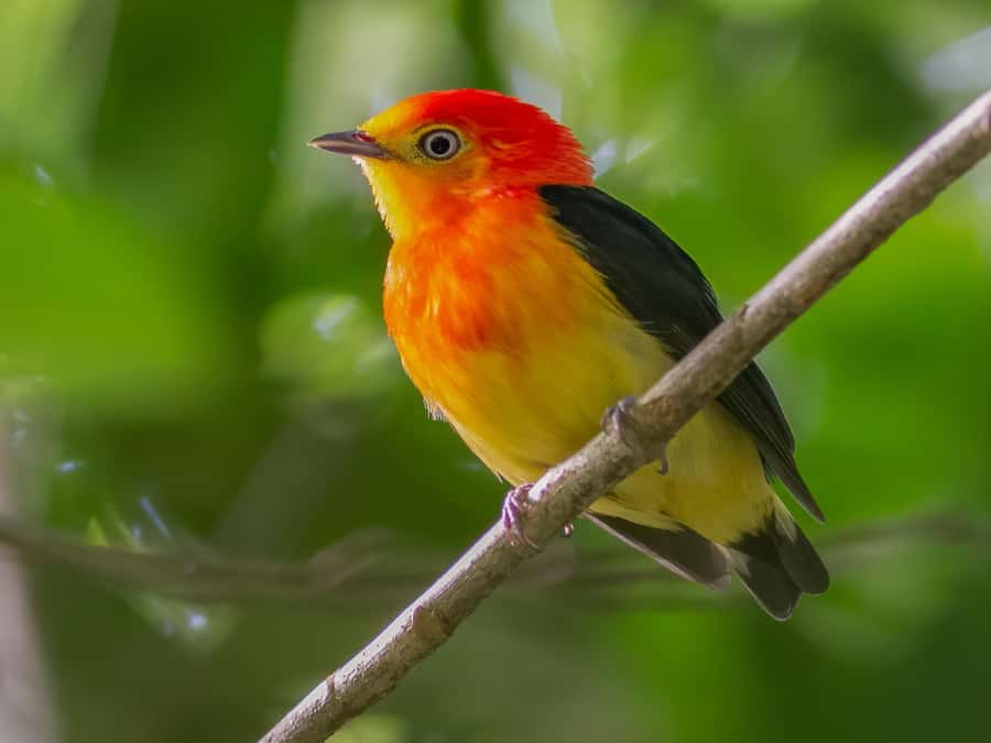 Manu National Park Tours from Cusco 5 Days - Day 3: Parrots, forest plants, and an Amazon sunset