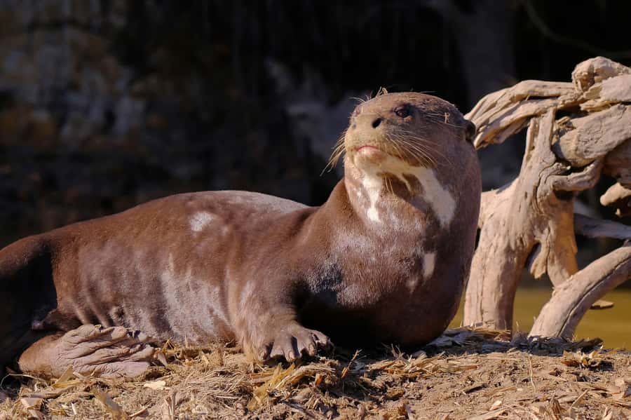 Manu National Park Tours from Cusco 5 Days - Day 4: Returning to Bambu Lodge