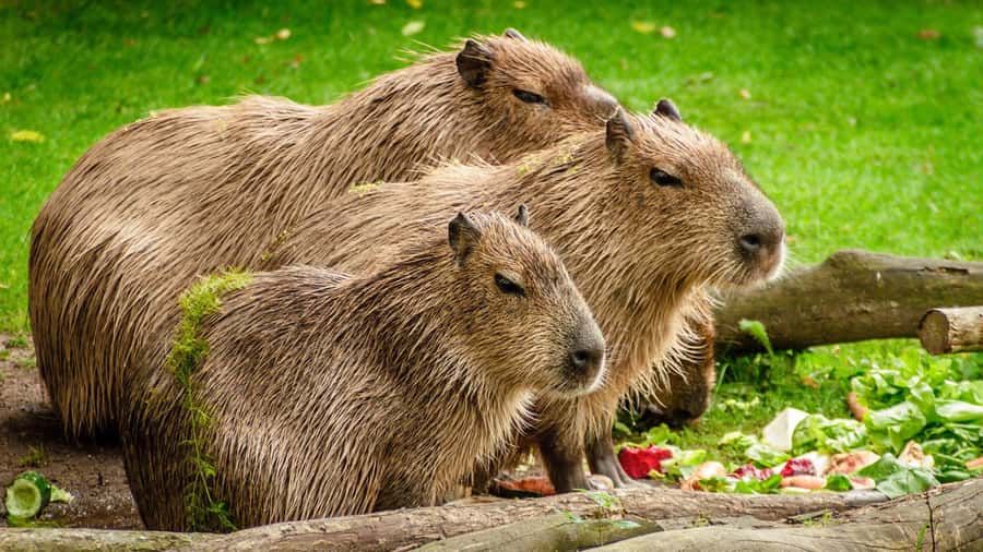 Manu National Park Tours from Cusco 5 Days - Group size and guide support