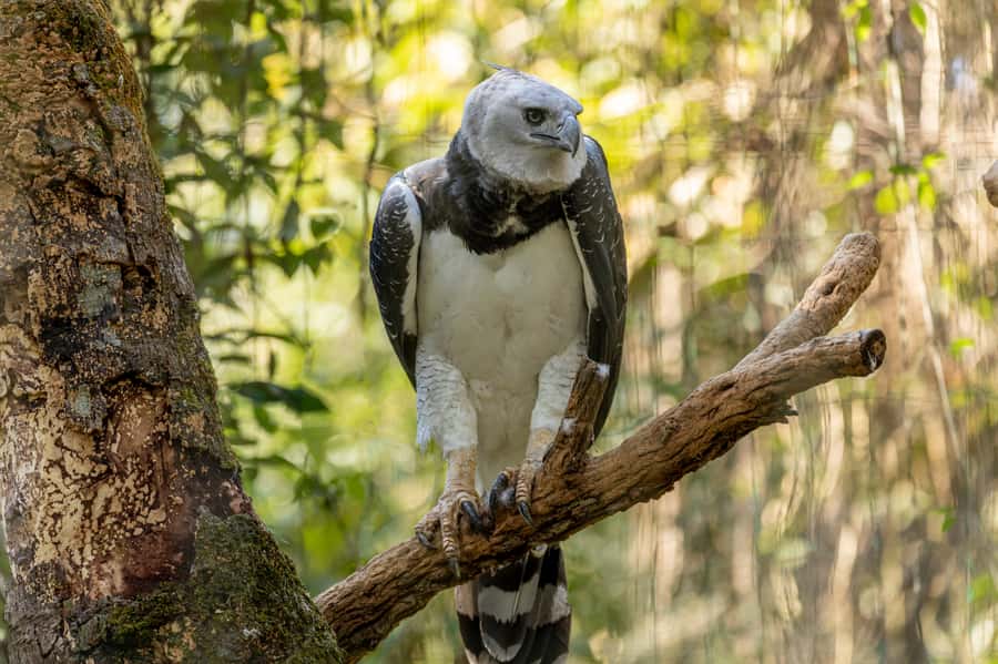 Manu National Park Tours from Cusco 5 Days - Day 1: Cusco to Paucartambo, Tres Cruces, and Bambu Lodge