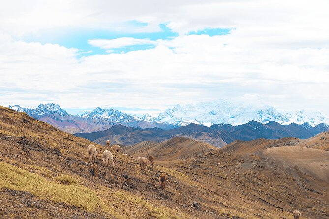 Palccoyo Rainbow Mountain Full Day Tour from Cusco - Arriving at Palccoyo and facing the altitude