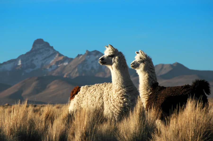 Pisaq, Ollantaytambo, Chinchero - Sacred Valley Experience - Chinchero and the craft of natural color