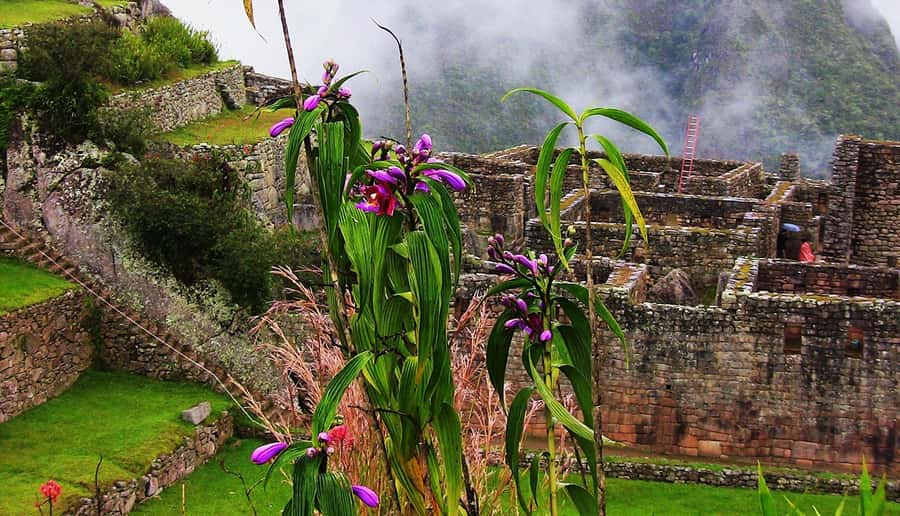 Tour Machu Picchu + Mountain of Huayna Picchu 2 days - Arriving in Aguas Calientes at about 2:50 pm