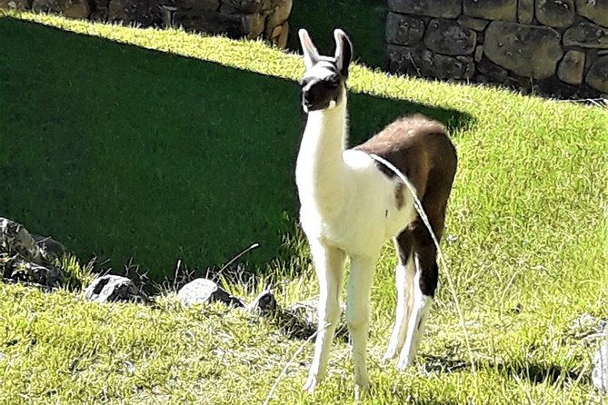 Ultimate Lares Trek & Inca Trail 5 days - Day 5: An early Machu Picchu visit